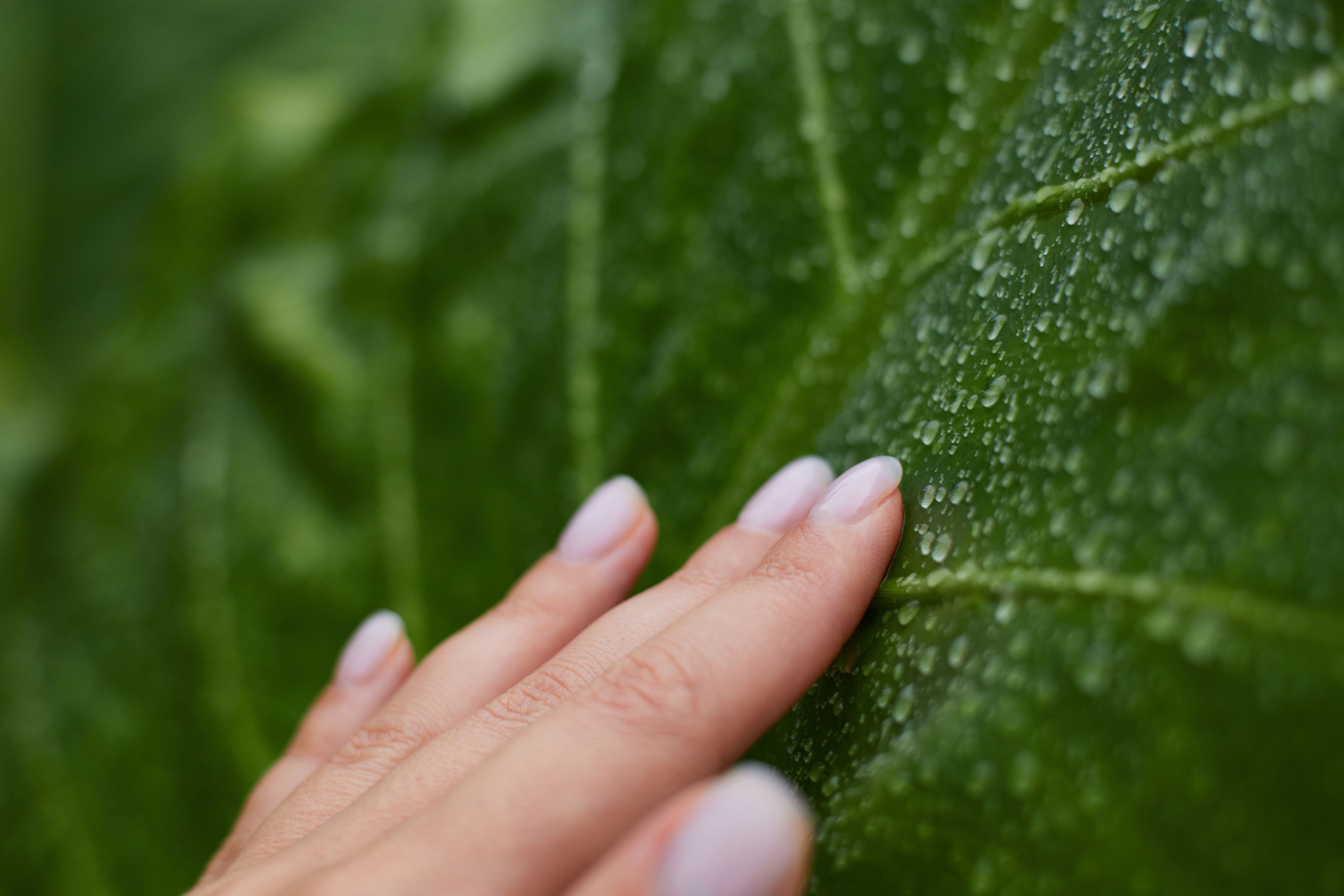 Hand touching the surface of a large green leave with water drops.