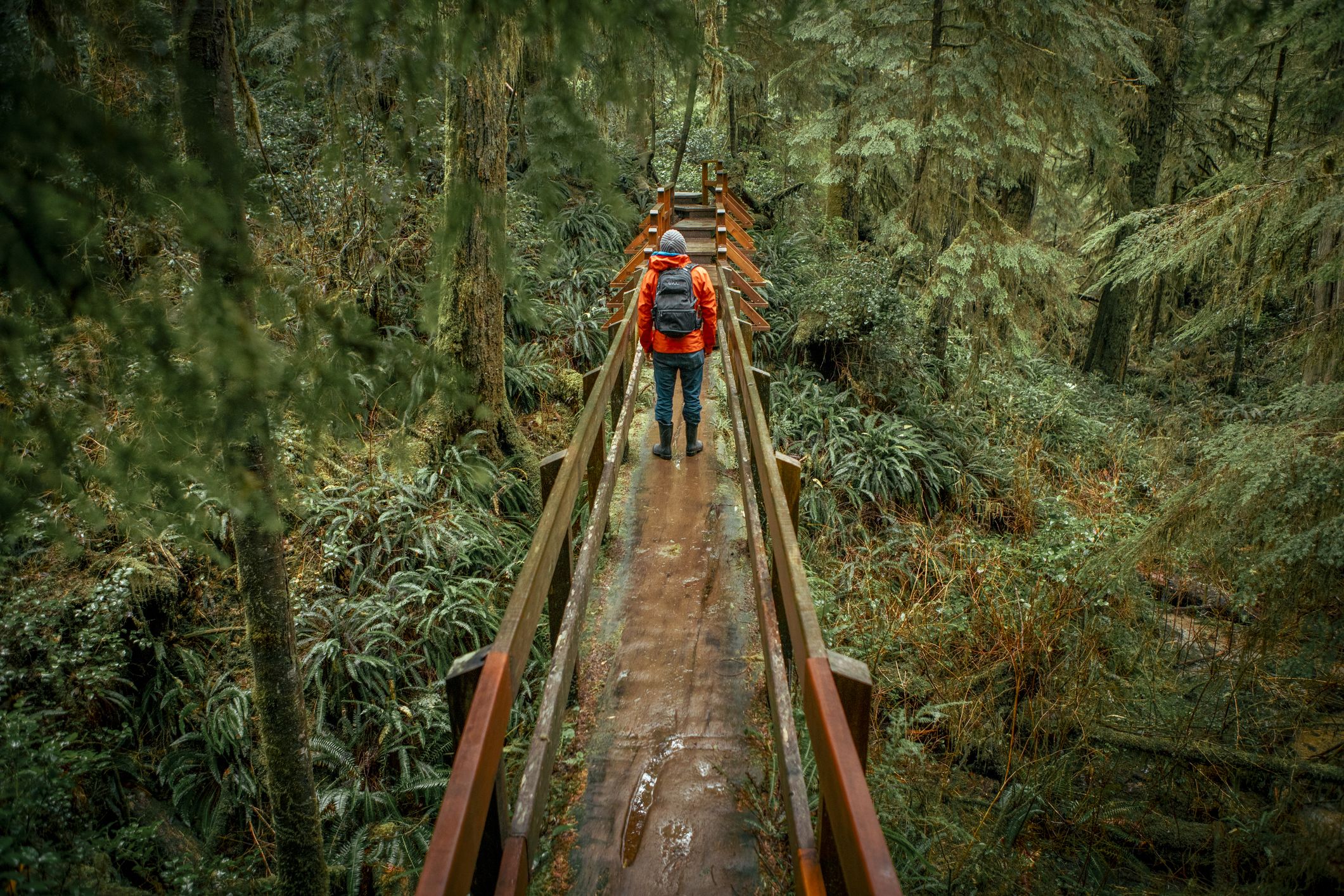 Man hikes on elevated boardwalk in old growth forest in the rain