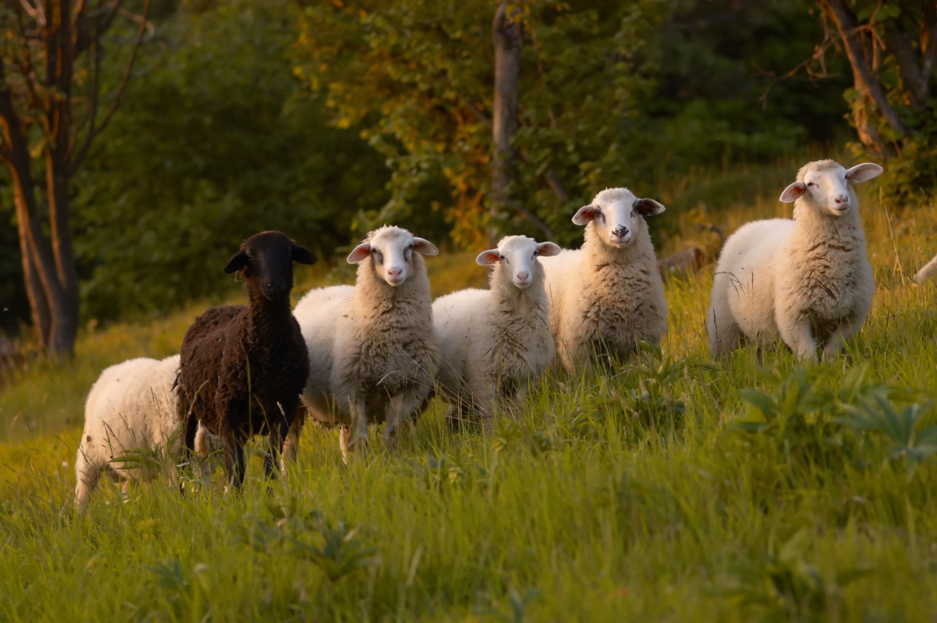 Nature photography of green meadow with a group of white sheep with one black sheep